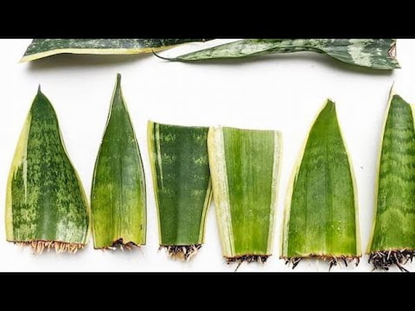 تصویر 2 از خرید سانسوریا کراواتی پوست ماری + قیمت فروش استثنایی